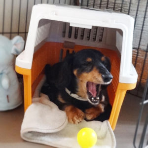 自分のハウスでくつろぐ犬