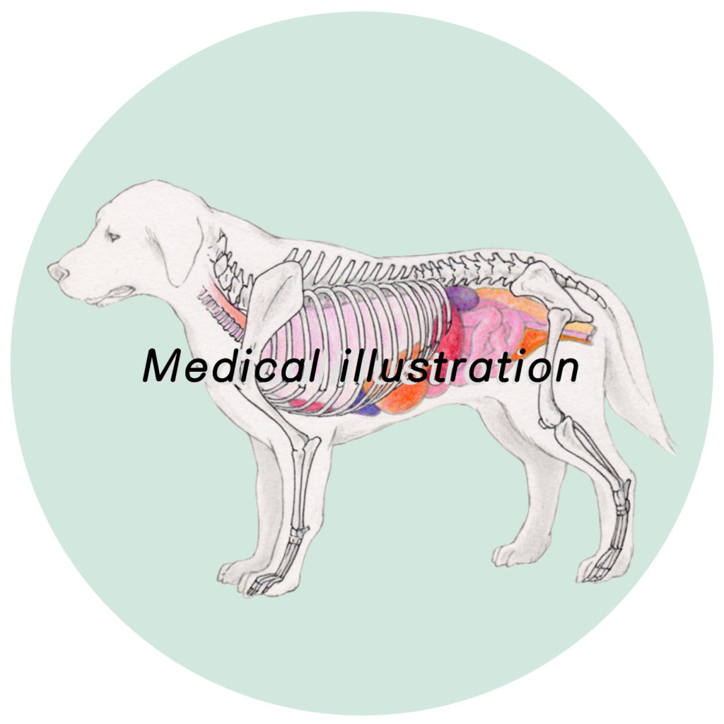 犬の解剖学的なイラスト