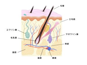 毛根と皮膚の断面図のイラスト