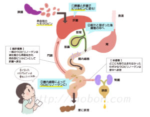 体の中のビリルビンの流れを説明したイラスト