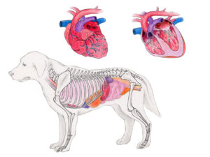 犬の心臓と骨格の解剖学的イラスト