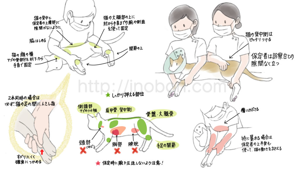 猫の保定時に注意すべきことの解説、猫の保定法の解説イラスト