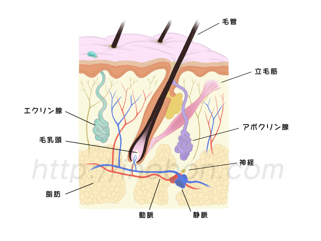 皮膚の断面と解剖学イラスト