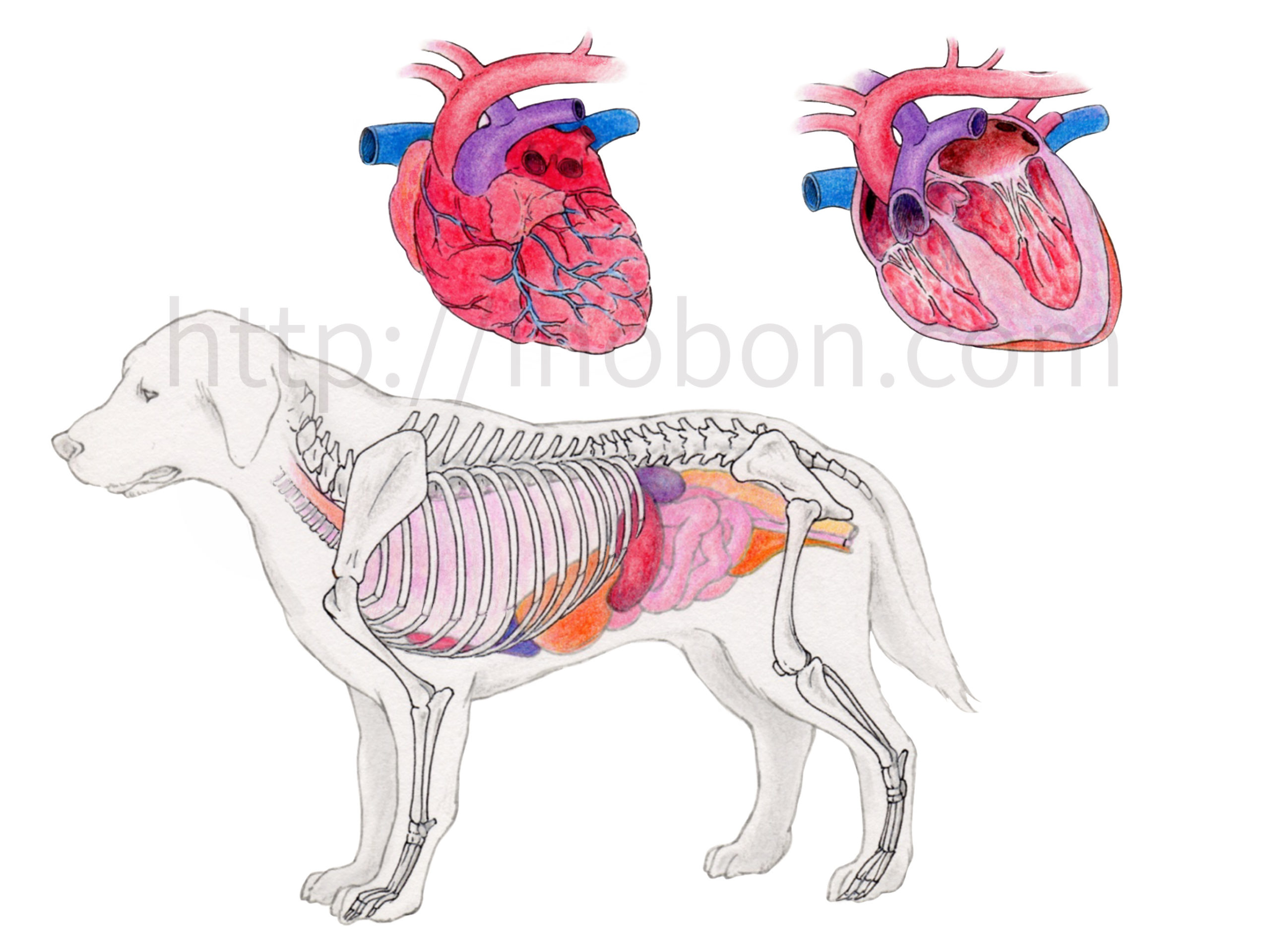 獣医解剖学イラスト 生態 病理生理学の図解 いのぼんイラスト制作所