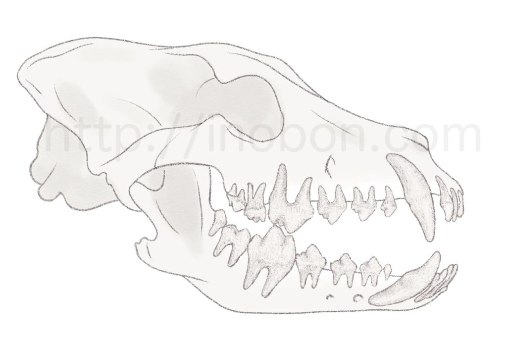 解剖学的に犬の頭蓋骨と歯の配列と構造を解説したイラスト