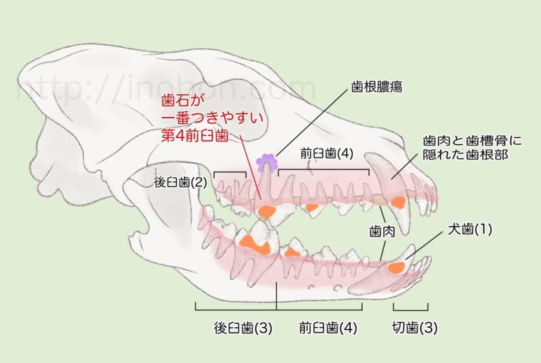 犬の歯の構造、歯石が付きやすい場所と歯根膿瘍の解説