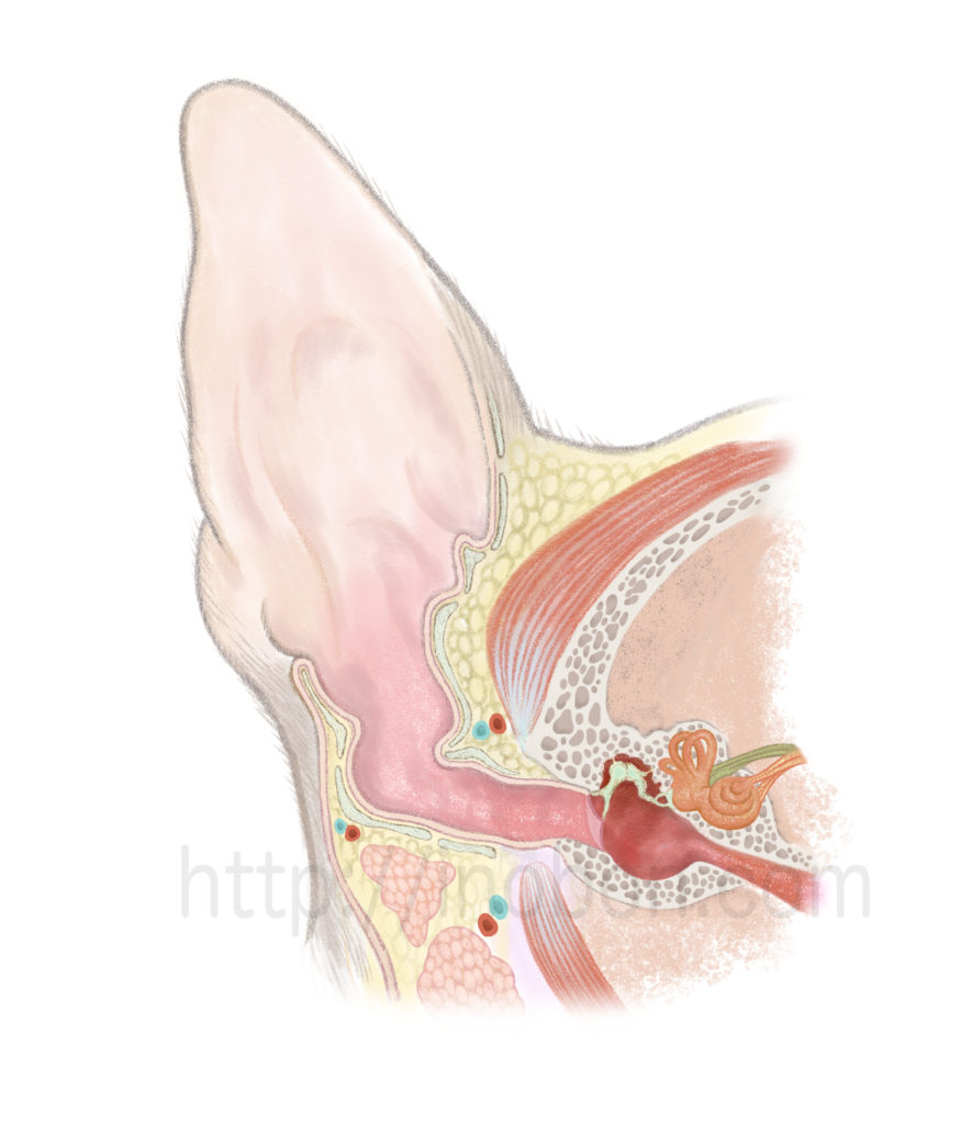 犬の耳の構造断面図が描かれた獣医解剖学イラスト