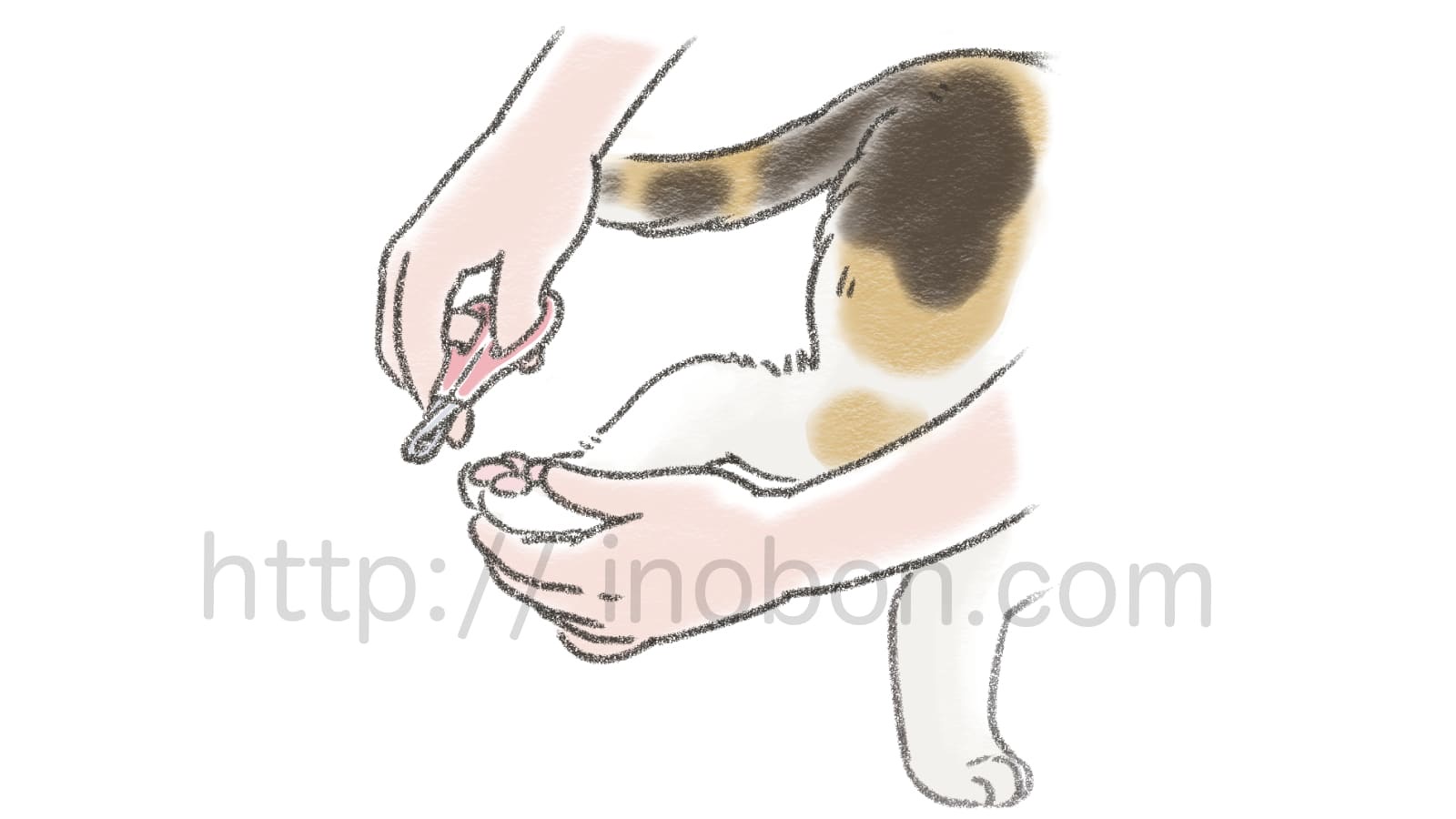 猫の後ろ足の爪の切り、コツと方法を説明したイラスト