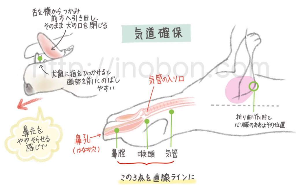 犬の気管の構造と気道確保