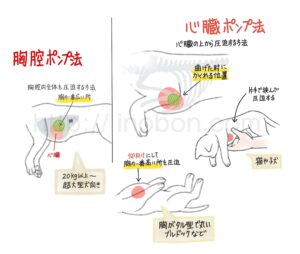 ペットの心肺蘇生 心臓マッサージ のやり方 いのぼんイラスト制作所