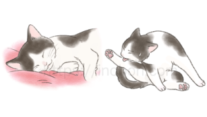 気持ちよく眠る猫と毛づくろいをする白黒柄の猫