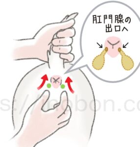 犬の肛門腺しぼり、やり方のイラスト解説