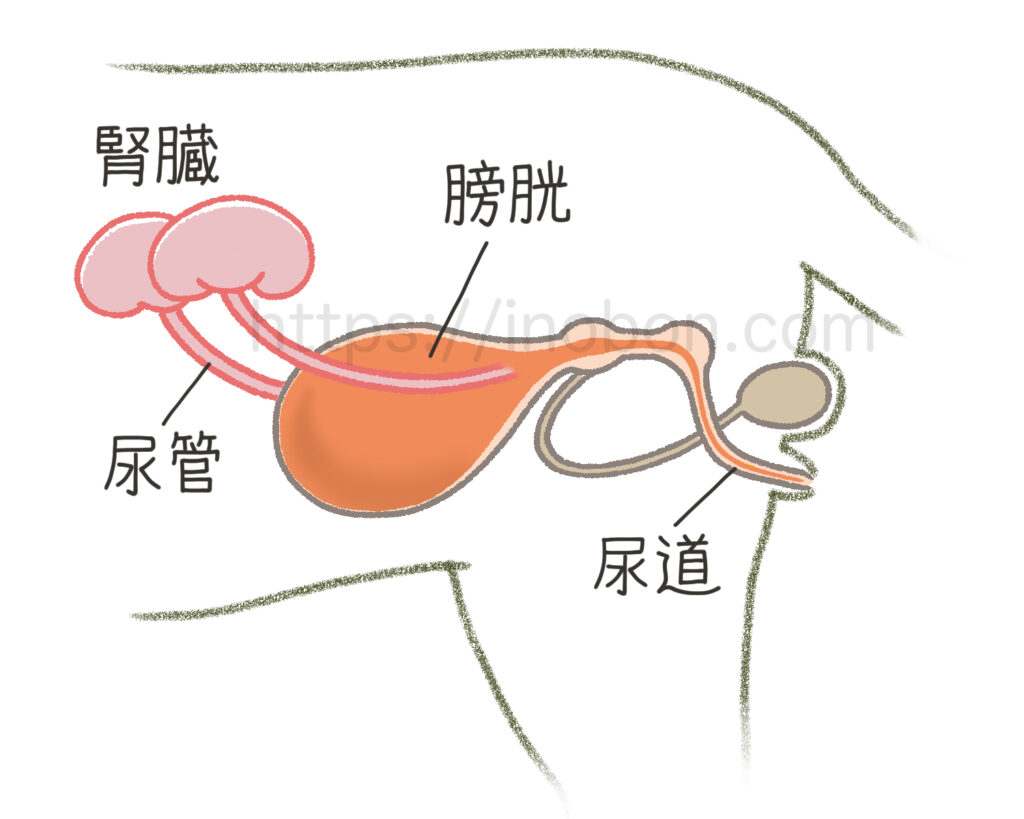 猫の尿路と泌尿器の構造イラスト