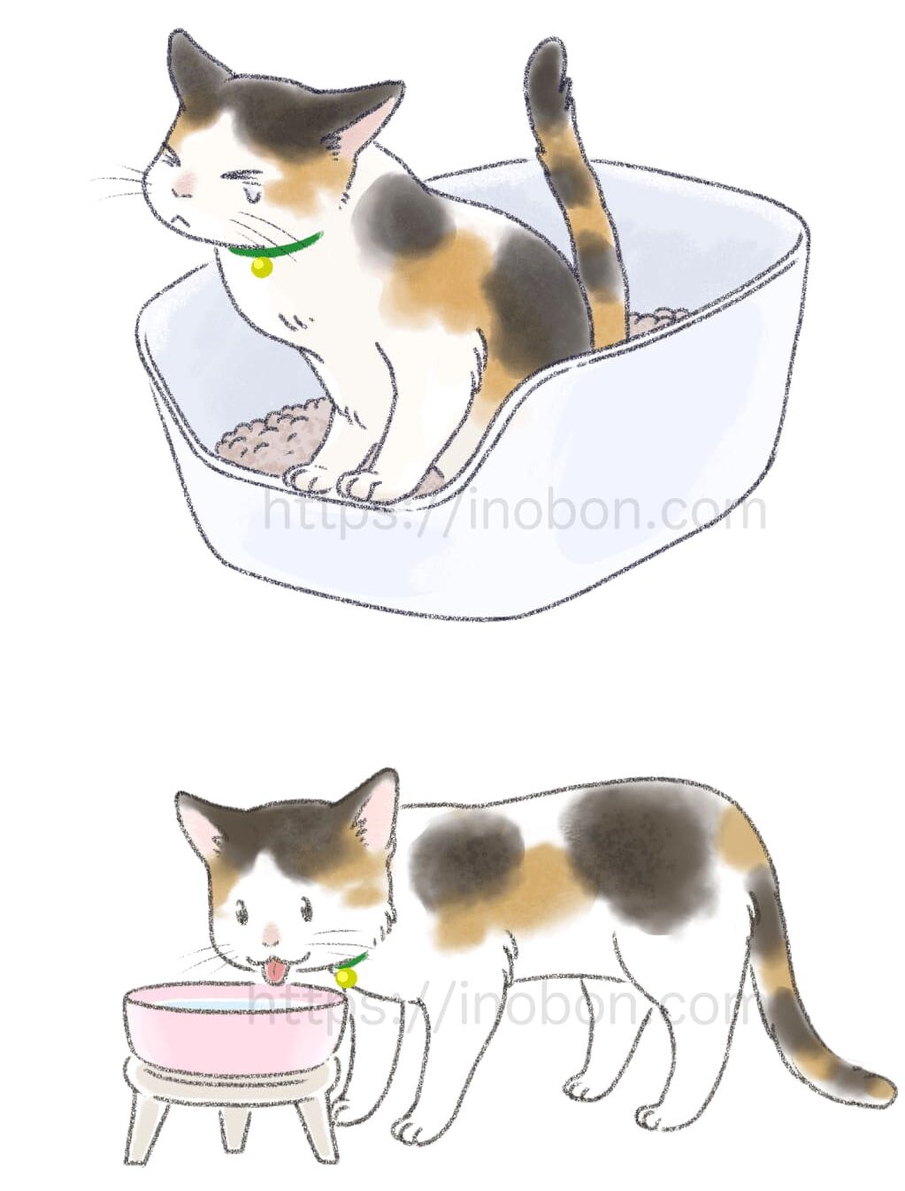 トイレでおしっこをする三毛猫が痛そうな顔をしている、美味しそうに水を飲む猫