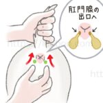 ペットの肛門腺絞りのやり方を説明したイラスト