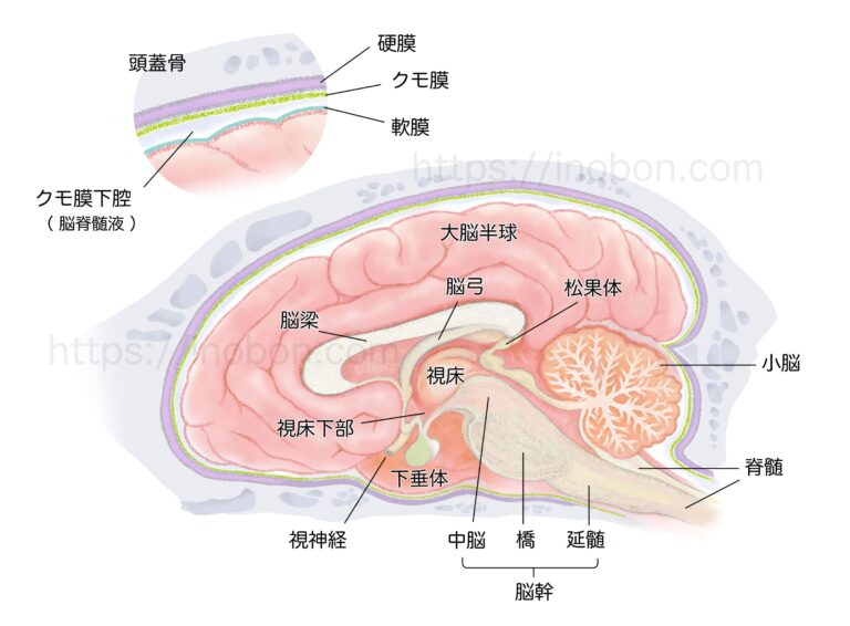 犬の脳の構造、獣医解剖学イラスト
