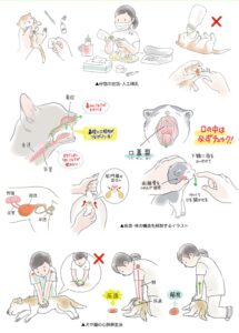 猫の看護、健康管理、解説イラスト