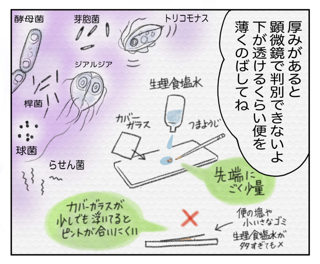 犬や猫の便検査の解説と寄生虫のイラスト