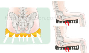 座った時の人体解剖図、骨盤と脊椎曲線