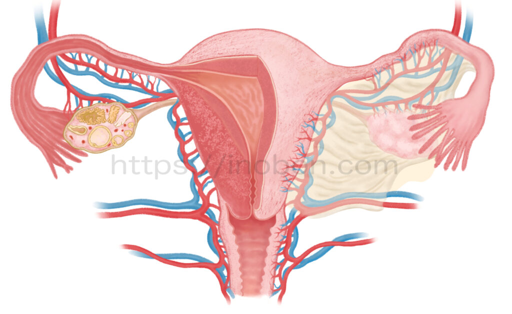 子宮と卵巣周りの血管を描いた解剖学イラスト