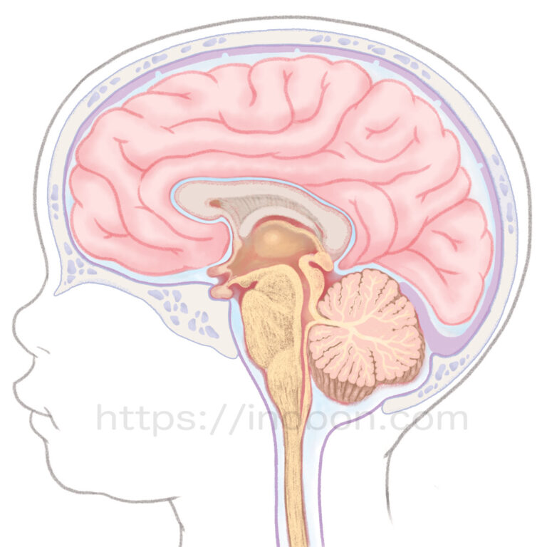 脳の解剖学的イラスト