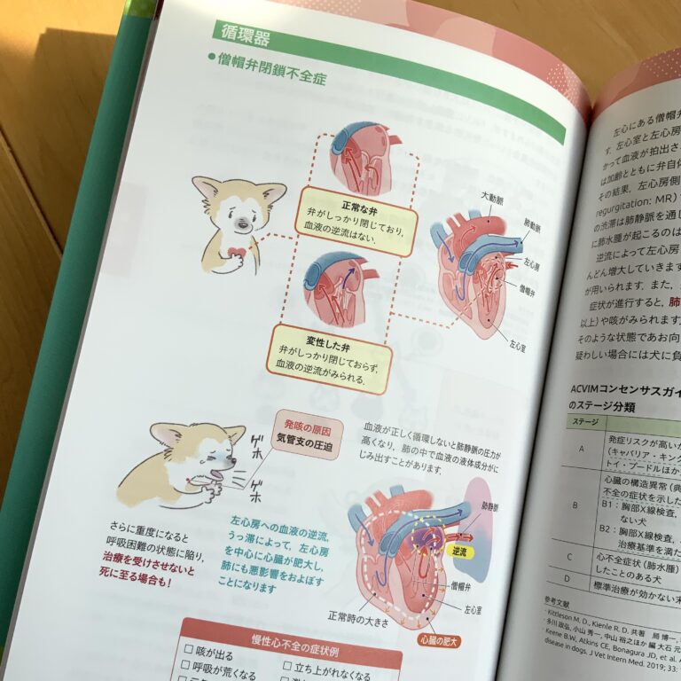 心臓の獣医解剖学イラスト