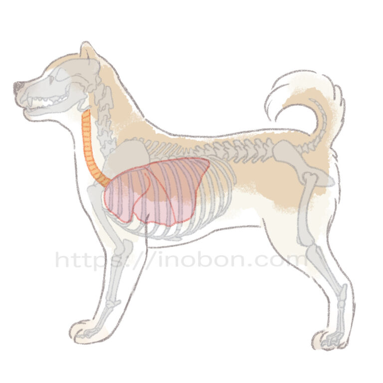横向きに立つ犬の全身シルエットに肺と気管が描かれている