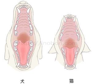 犬と猫の口腔内と歯列