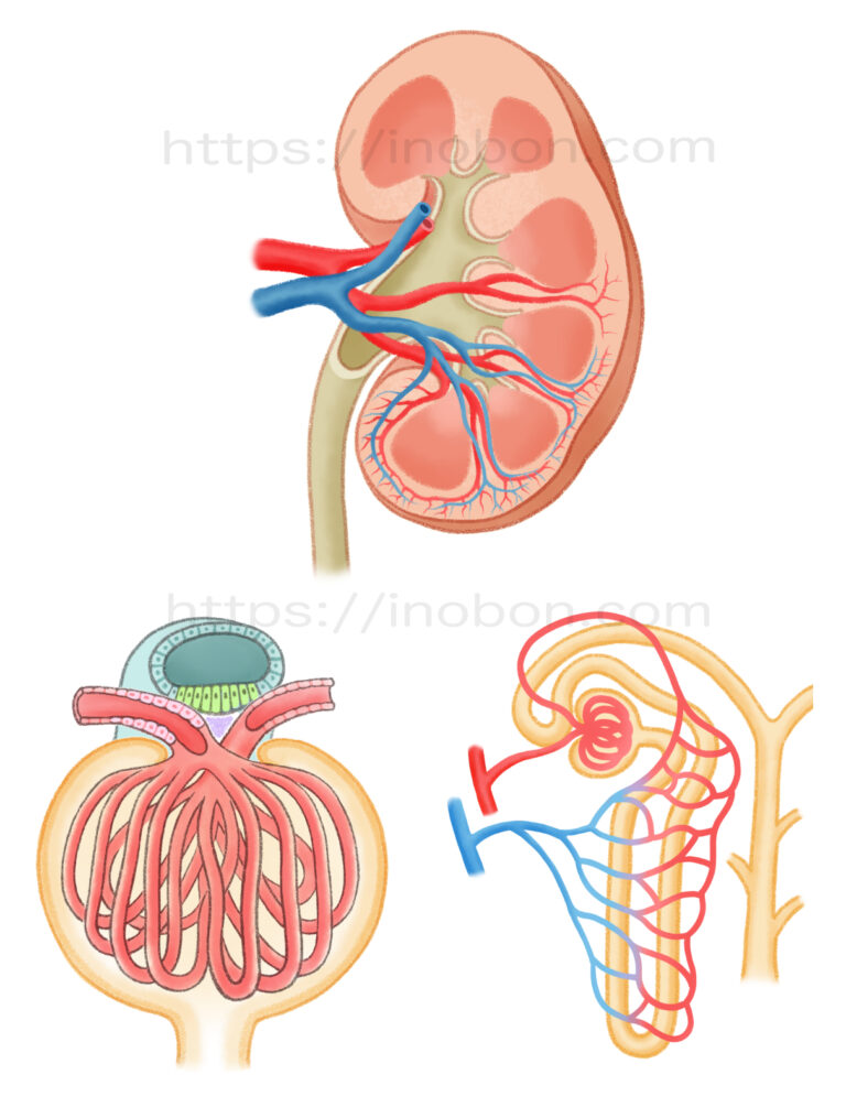 腎臓の構造と糸球体の機能について