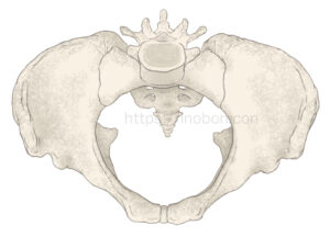 骨盤の解剖学イラスト
