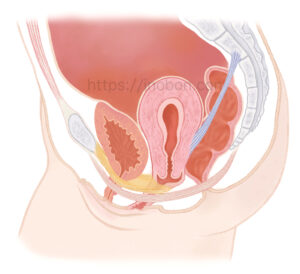 子宮と膀胱、骨盤底筋の位置、構造