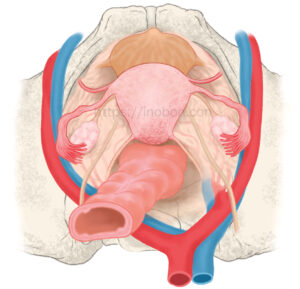 解剖学イラスト　骨盤内の子宮の位置