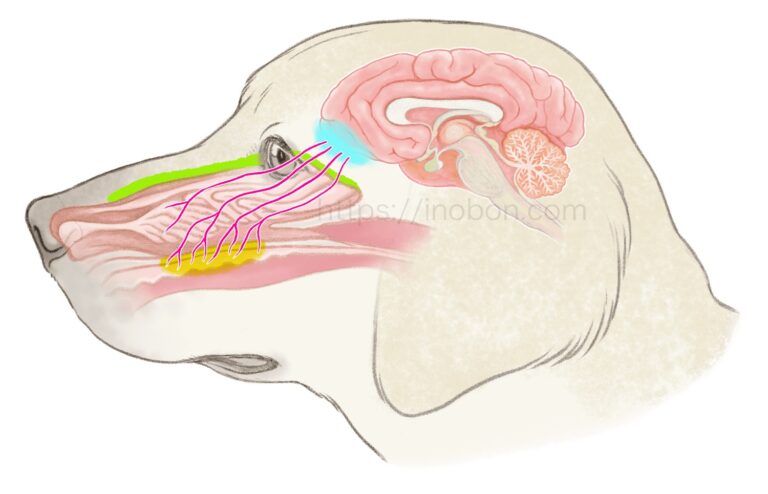 犬の頭部と鼻腔の構造、嗅覚神経、嗅球を表している