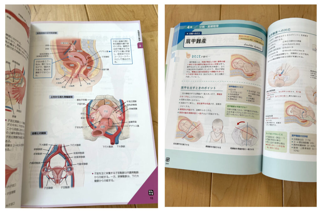 医療書籍の挿絵　解剖学イラスト　2023年ご依頼　メディカ出版様