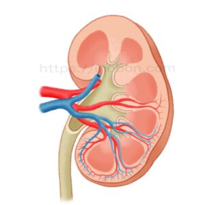 腎臓の構造と血管の解剖学図