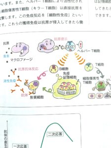 免疫細胞のキャラクター