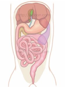犬の体の構造、肝臓や胃腸の臓器