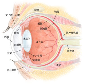 犬の眼の基本構造が描かれた獣医解剖学イラスト