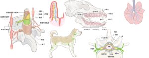獣医療と解剖学イラスト