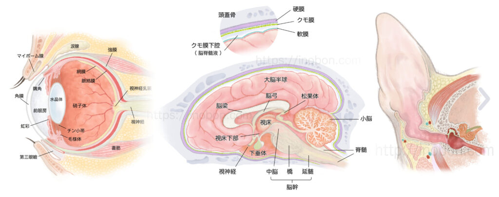 獣医解剖学イラスト