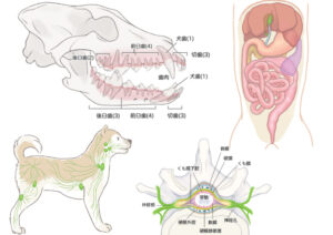 獣医療と解剖学イラスト