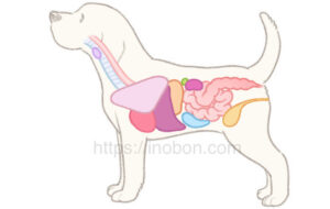 横向きに立つ犬のシルエットと体の主な臓器の図