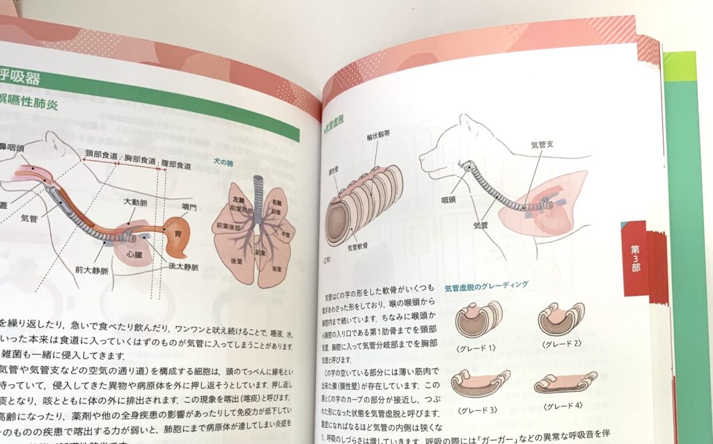 獣医解剖学イラストのご依頼