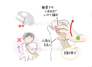 頬骨の付近を固定して猫の頭部を保定する