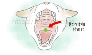 猫が正面から大きく口を開けている、下の付け根が見えている