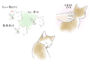 滴下剤を猫の首筋に垂らす練習