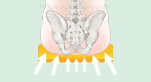 骨盤のイラスト、座位、褥瘡予防のポジショニング、仙骨部、尾骨部