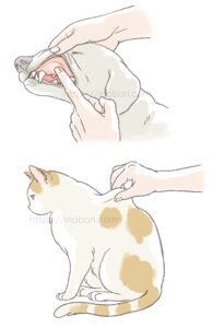 毛細血管祭充満時間、CRT、犬や猫の脱水のチェック