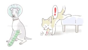 前脚を骨折した小型犬