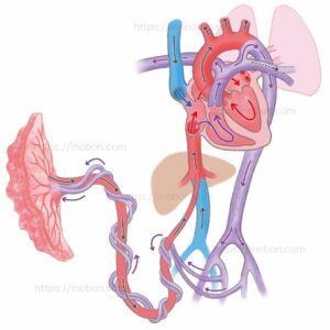 胎児循環の図